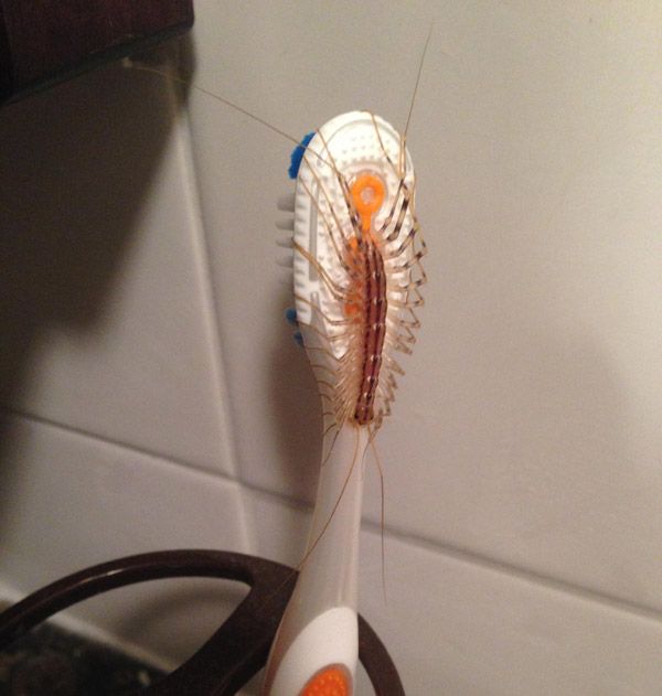 Toothbrush Bug