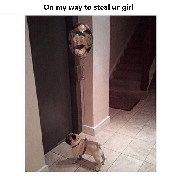 Steal girl mr your No One's