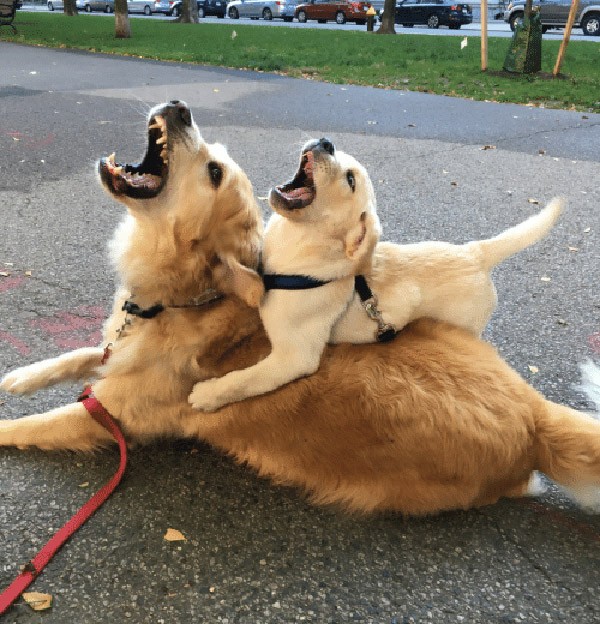 Father Son Dogs