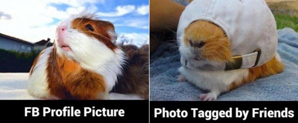 Gunea Pig Taggedpic