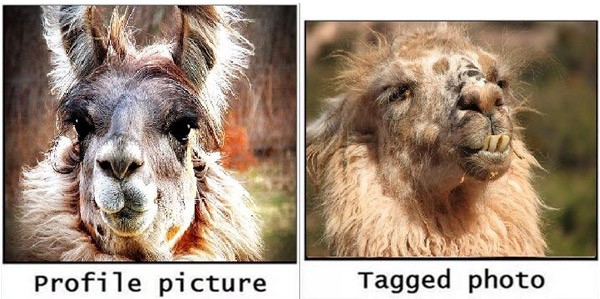 Llama Profile Vs Tagged