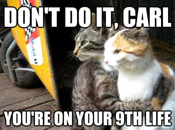 37 Of The Best Cat Memes The Internet Has Ever Made