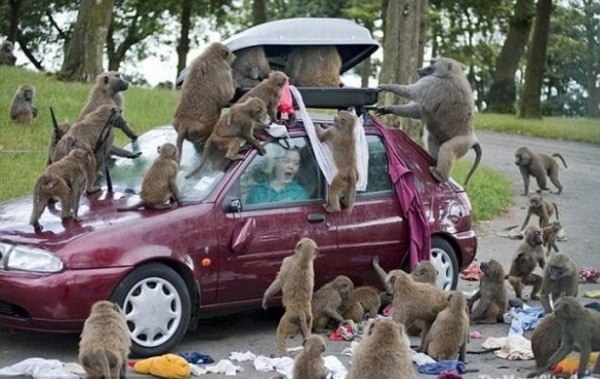 Baboon Car