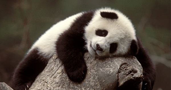 Baby Panda