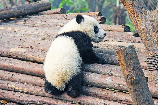 Baby_panda