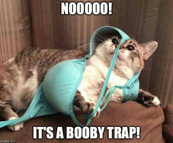 Booby Trap Cat Memes