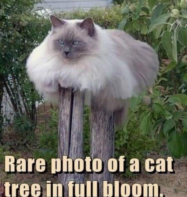 Cat Tree