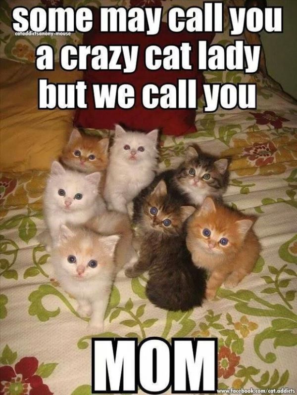 Crazy Cat Lady