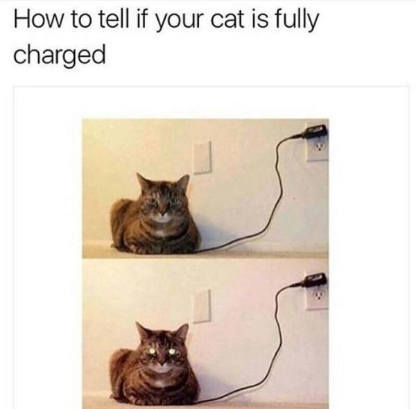 Fully Charged Cat