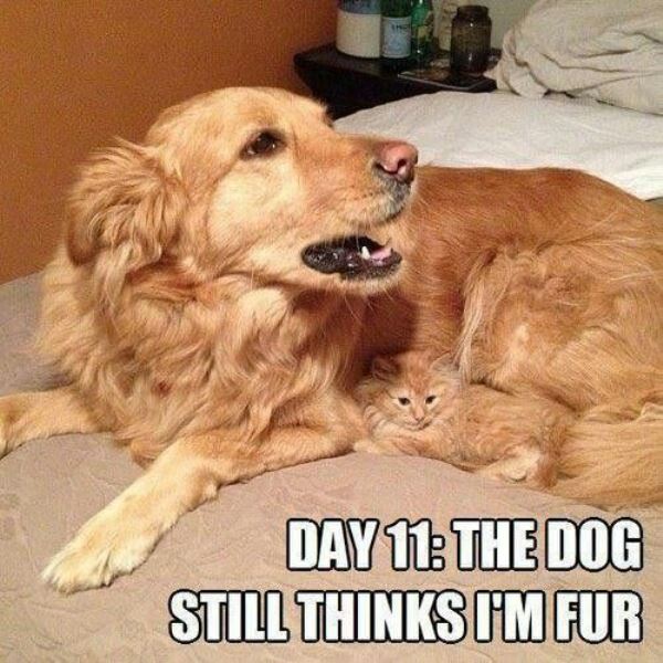 Funny Cat Memes Fur