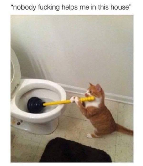 Funny Cat Memes Helping Around The House