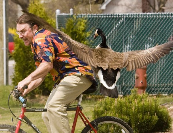 Goose Bikeattack