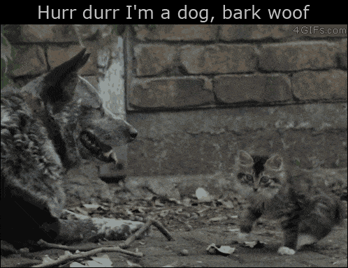 Hur Dur Im A Dog Cat Memes