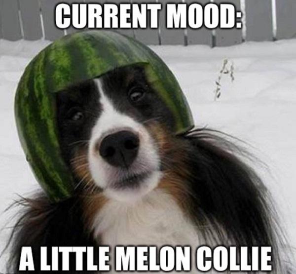 melon-collie.jpg