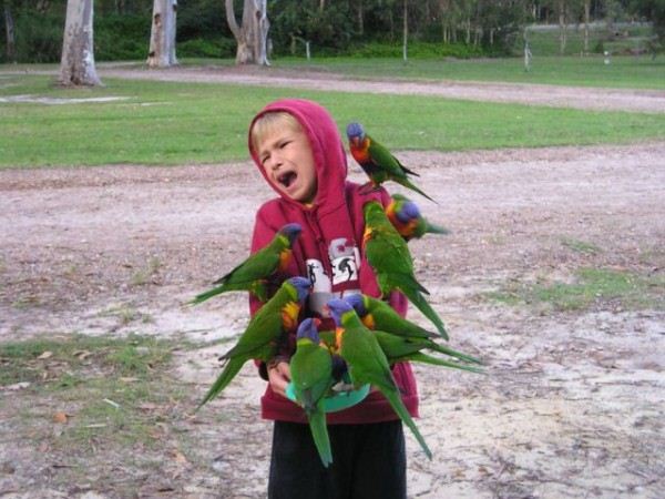 Parrots