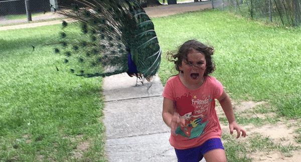 Peacock Pettingzoo