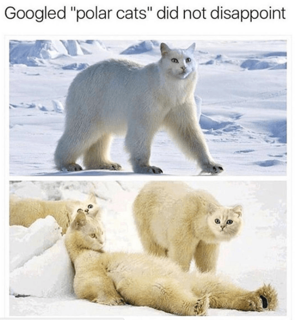 Polar Cats