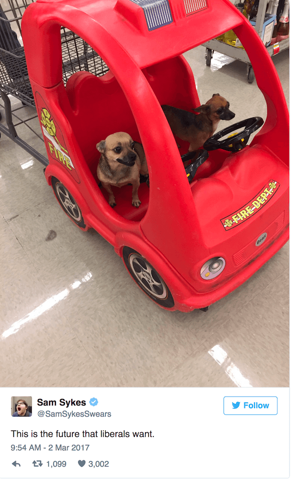 Dog Car