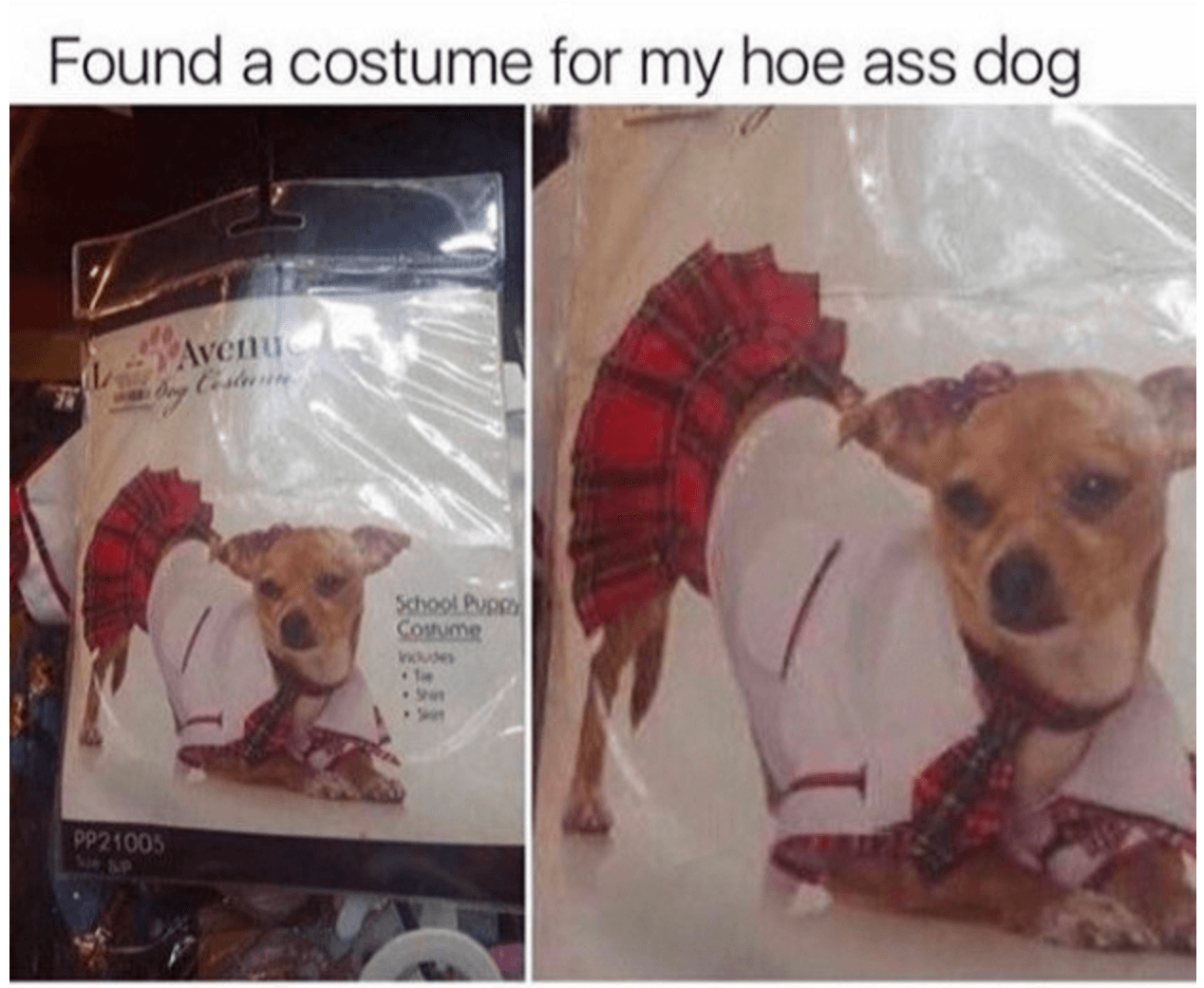 Dog Thot