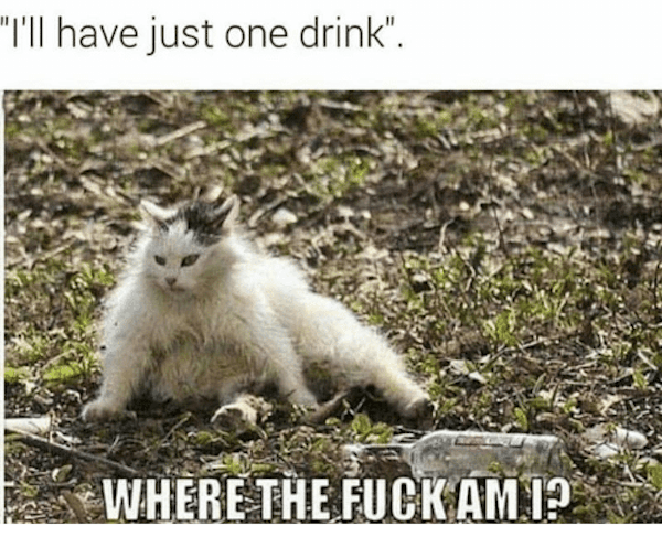 Drunk Cat
