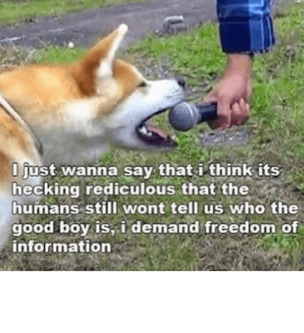 Dog Memes Shiba Inu