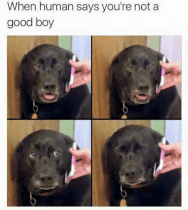 Sad Boy Doggo Memes
