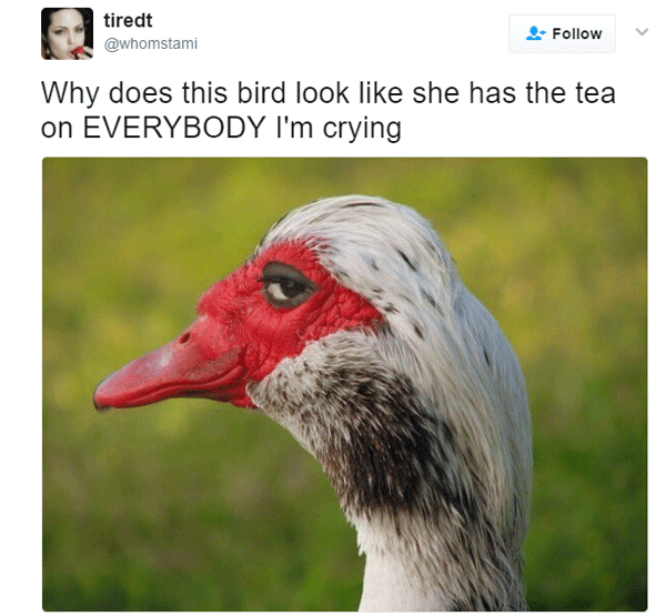 Bird Tea