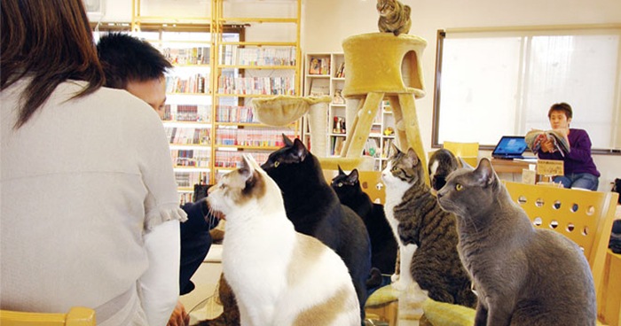 Cat Cafe