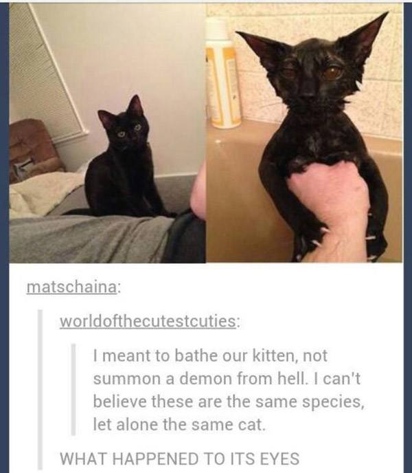 Funny Cats Demon Bath