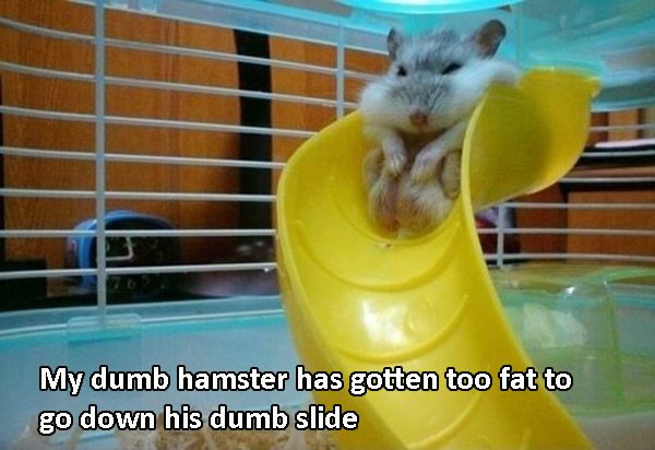 Fat Hamster