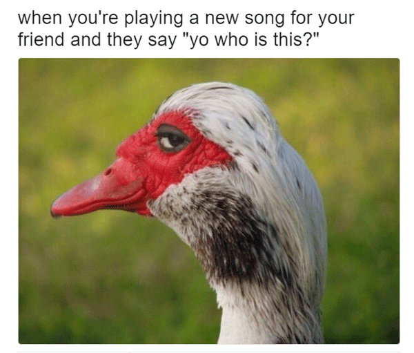 New Song Funny Sly Duck Memes