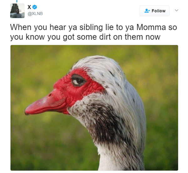 The Best Sly Duck Memes