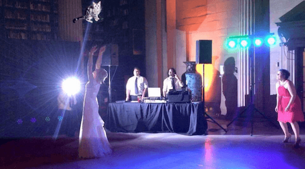 Brides Throwing Cats At Weddings