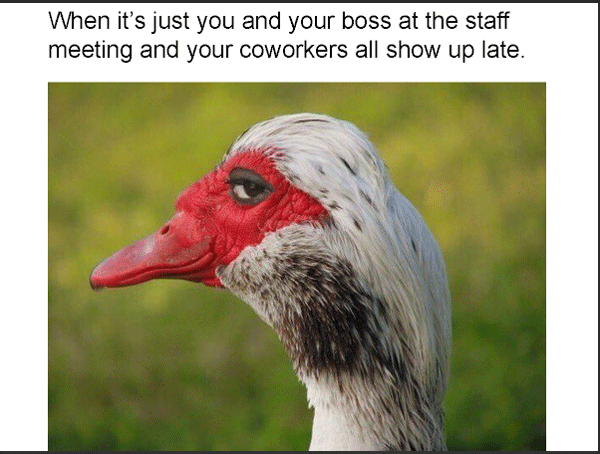 Staff Meeting Sly Duck Memes