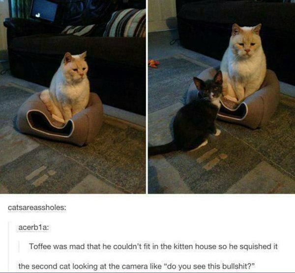 Toffee Cat