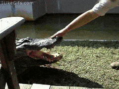 Alligator Touch