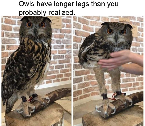 Owllegs