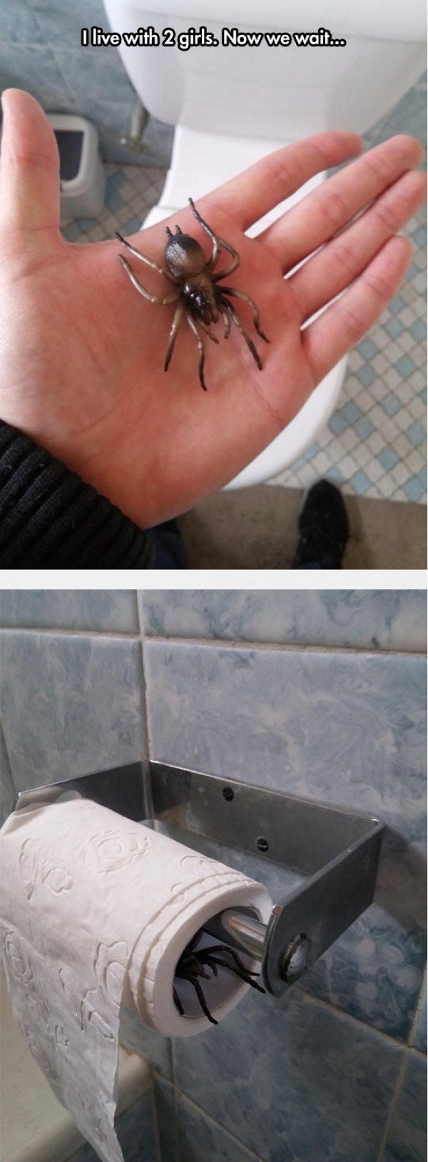 Spider Prank