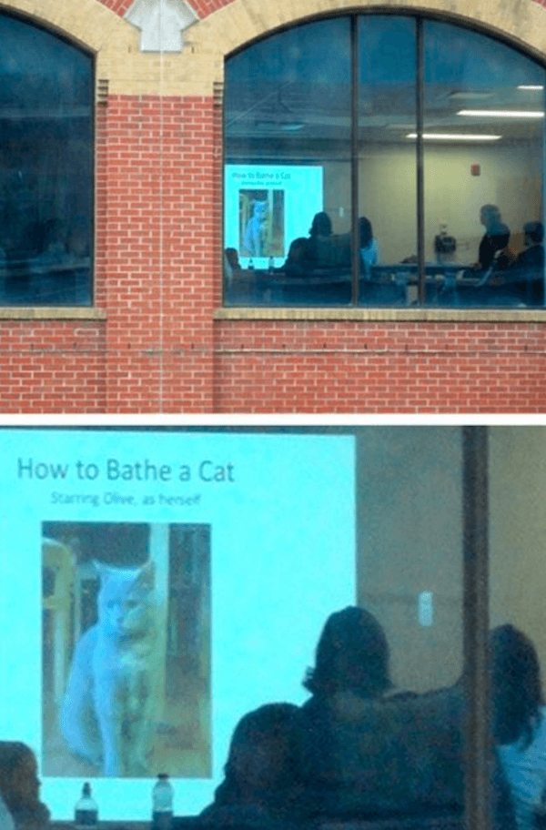 Cat Bathing