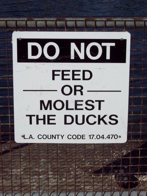 Duck Molesting