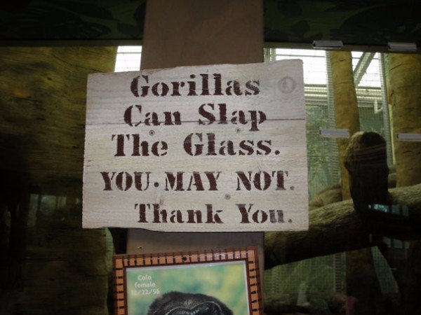 Gorillas Glass