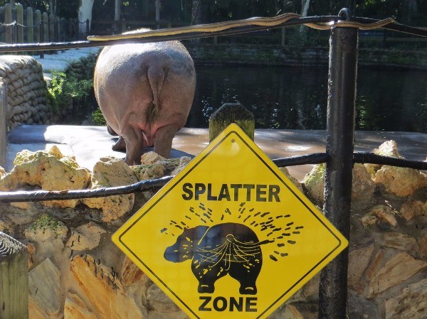Hippo Splatter