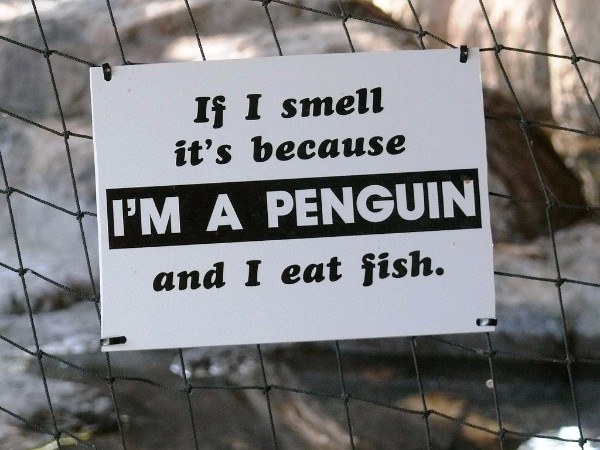 Penguin Smell