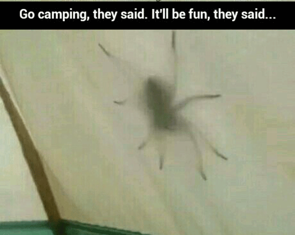 Gigantic Spider Outside Of Tent
