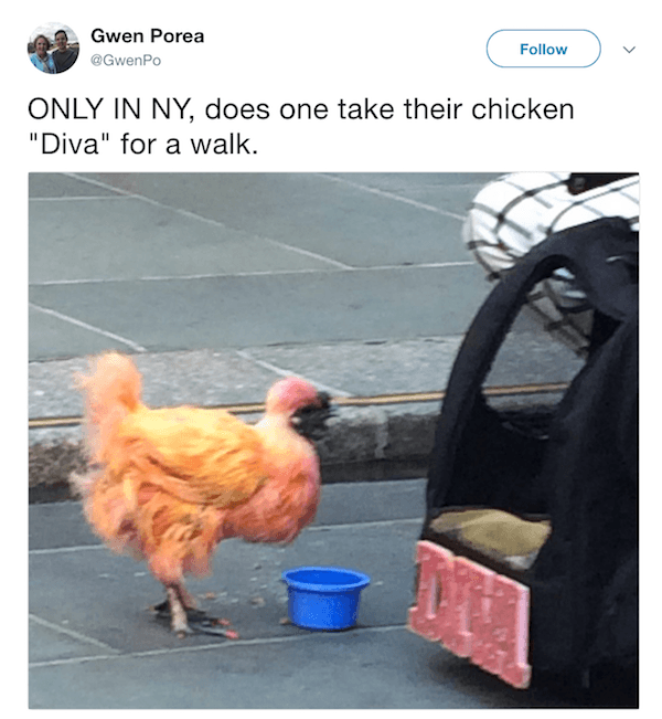 Funny New York Tweets Chicken
