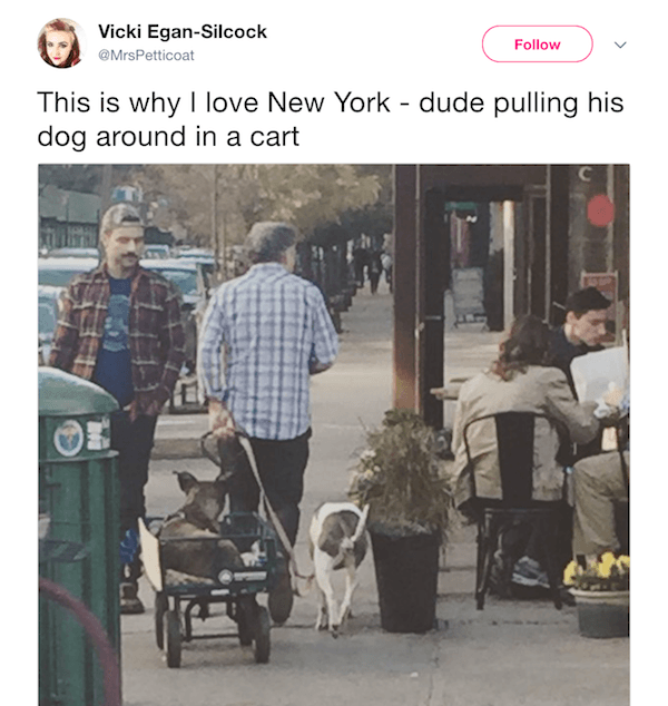 Dog In Cart