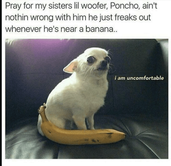 Poncho Dog