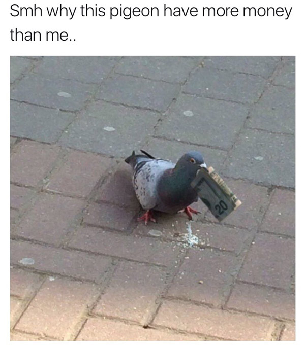 Rich Pigeon Broke AF Memes