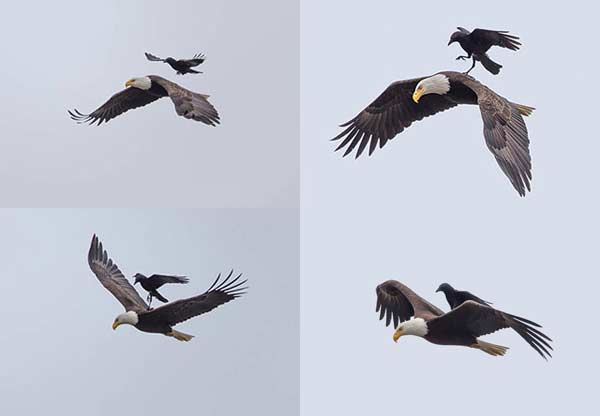 Crow Eagle