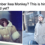 Ikea Monkey